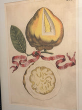 Load image into Gallery viewer, Framed Botanical Lemon Fruit Print "Limon Altervm #269" by G.B. Ferrari