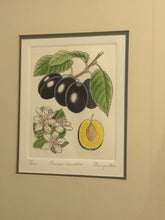 Load image into Gallery viewer, Original Etching "Prunus Domestica" by Anne Stromquist, signed & numbered