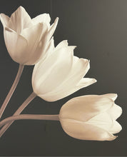 Load image into Gallery viewer, Framed Photograph of Tulips, signed