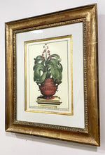Load image into Gallery viewer, Framed Botanical "I Mulder Fecit" by Abraham Munting
