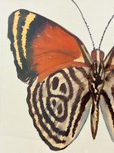 Load image into Gallery viewer, Watercolor of Butterfly #2 in Grey Distressed Frame from Nell Hill's