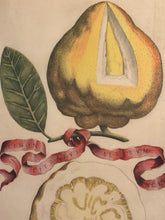 Load image into Gallery viewer, Framed Botanical Lemon Fruit Print "Limon Altervm #269" by G.B. Ferrari