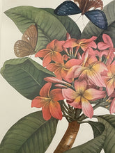 Load image into Gallery viewer, Framed Vintage Botanical Illustration Print "Plumeria"