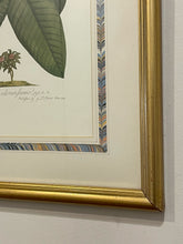 Load image into Gallery viewer, Framed Vintage Botanical Illustration Print "Plumeria"