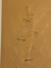 Load image into Gallery viewer, Framed Pressed Botanical