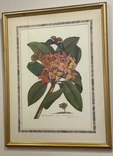Load image into Gallery viewer, Framed Vintage Botanical Illustration Print "Plumeria"