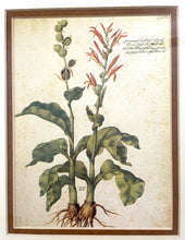 Load image into Gallery viewer, Framed Botanical "Cannacorus Latifolius Vulgaris" by Giovanna Garzoni