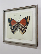 Load image into Gallery viewer, Watercolor of Butterfly #2 in Grey Distressed Frame from Nell Hill's
