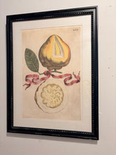 Load image into Gallery viewer, Framed Botanical Lemon Fruit Print "Limon Altervm #269" by G.B. Ferrari