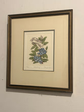 Load image into Gallery viewer, Original Etching "Blueberry" by Anne Stromquist, signed & numbered