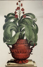 Load image into Gallery viewer, Framed Botanical "I Mulder Fecit" by Abraham Munting