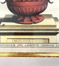Load image into Gallery viewer, Framed Botanical "I Mulder Fecit" by Abraham Munting