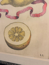 Load image into Gallery viewer, Framed Botanical Lemon Fruit Print "Limon Prima Nota #265" by G.B. Ferrari