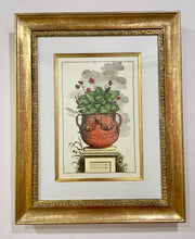 Load image into Gallery viewer, Framed Botanical "Auricula Ursi" by Abraham Munting