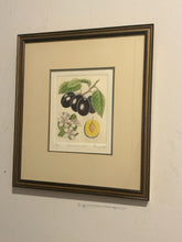 Load image into Gallery viewer, Original Etching "Prunus Domestica" by Anne Stromquist, signed & numbered