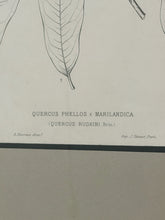Load image into Gallery viewer, Vintage Print, "Quercus Phellos"
