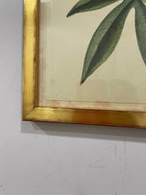 Load image into Gallery viewer, Vintage Yellow Botanical in Gold Frame
