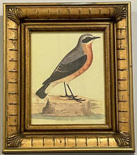 Load image into Gallery viewer, Framed Print of Wheatear Bird
