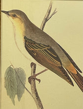 Load image into Gallery viewer, Framed Print of Melodious Willow Warbler
