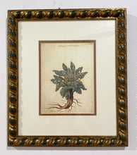 Load image into Gallery viewer, Framed Botanical  "Mandrake" by Giovanna Garzoni
