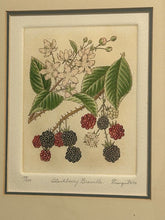 Load image into Gallery viewer, Original Etching &quot;Blackberry Bramble&quot; by Anne Stromquist, signed &amp; numbered
