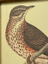 Load image into Gallery viewer, Framed Print of Redwing Bird
