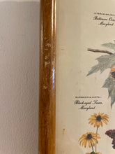 Load image into Gallery viewer, Vintage Baltimore Oriole Print from &quot;State Birds &amp; Flowers&quot; Series by Arthur Singer
