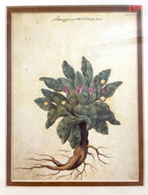 Load image into Gallery viewer, Framed Botanical  "Mandrake" by Giovanna Garzoni
