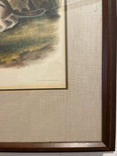 Load image into Gallery viewer, Audubon Lithograph &quot;Say&#39;s Marmot Squirrels No 23&quot;, Plate CXIV
