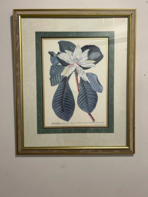 Framed Magnolia Print