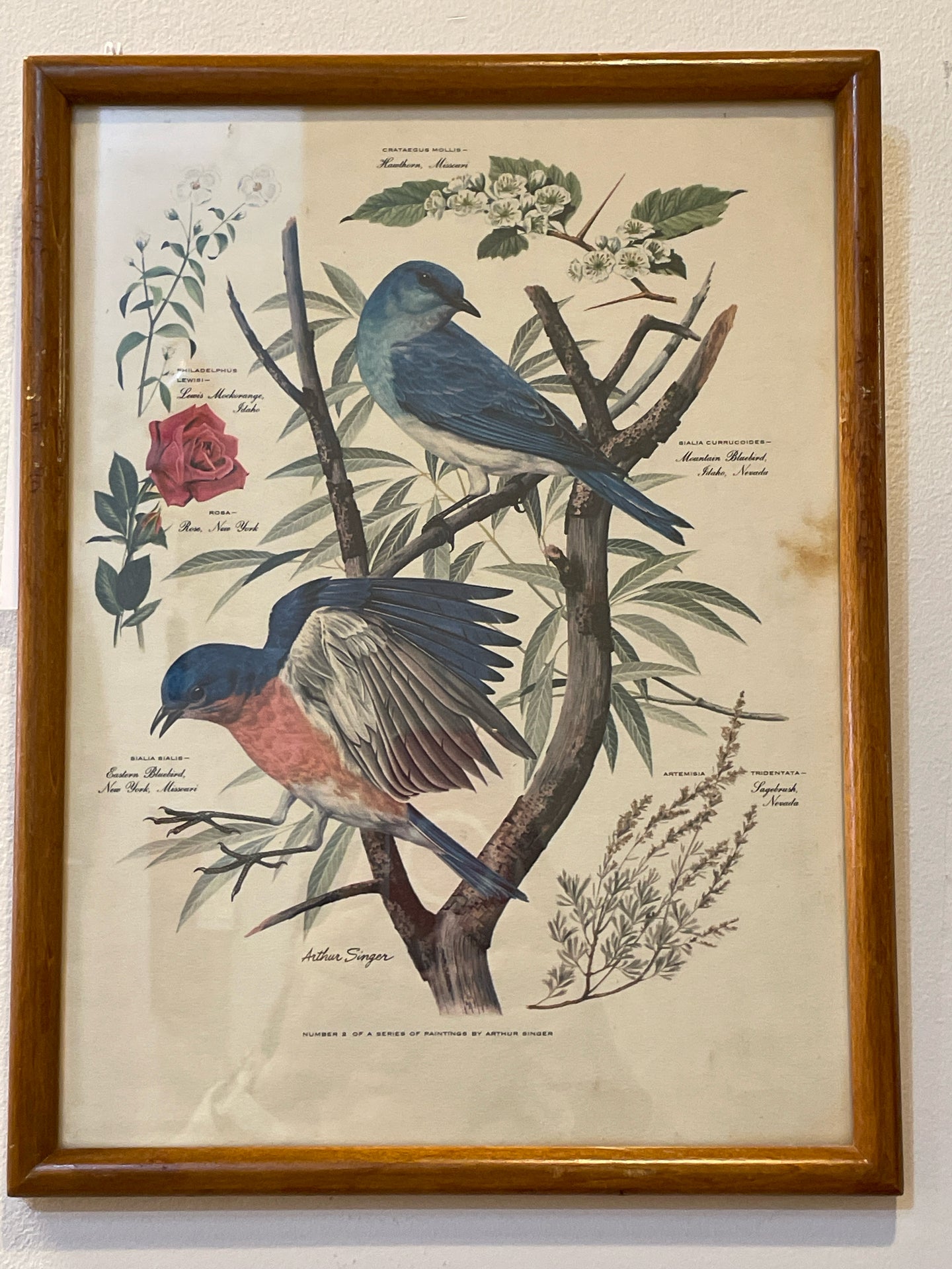 Vintage Bluebird Print from 