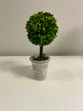 Load image into Gallery viewer, Potted Preserved Boxwood

