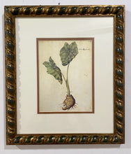 Load image into Gallery viewer, Framed Botanical "Arum Aegyptiacum"" by Giovanna Garzoni
