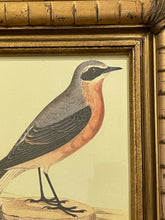 Load image into Gallery viewer, Framed Print of Wheatear Bird
