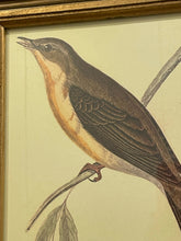 Load image into Gallery viewer, Framed Print of Willow Warbler
