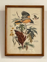 Load image into Gallery viewer, Vintage Baltimore Oriole Print from &quot;State Birds &amp; Flowers&quot; Series by Arthur Singer
