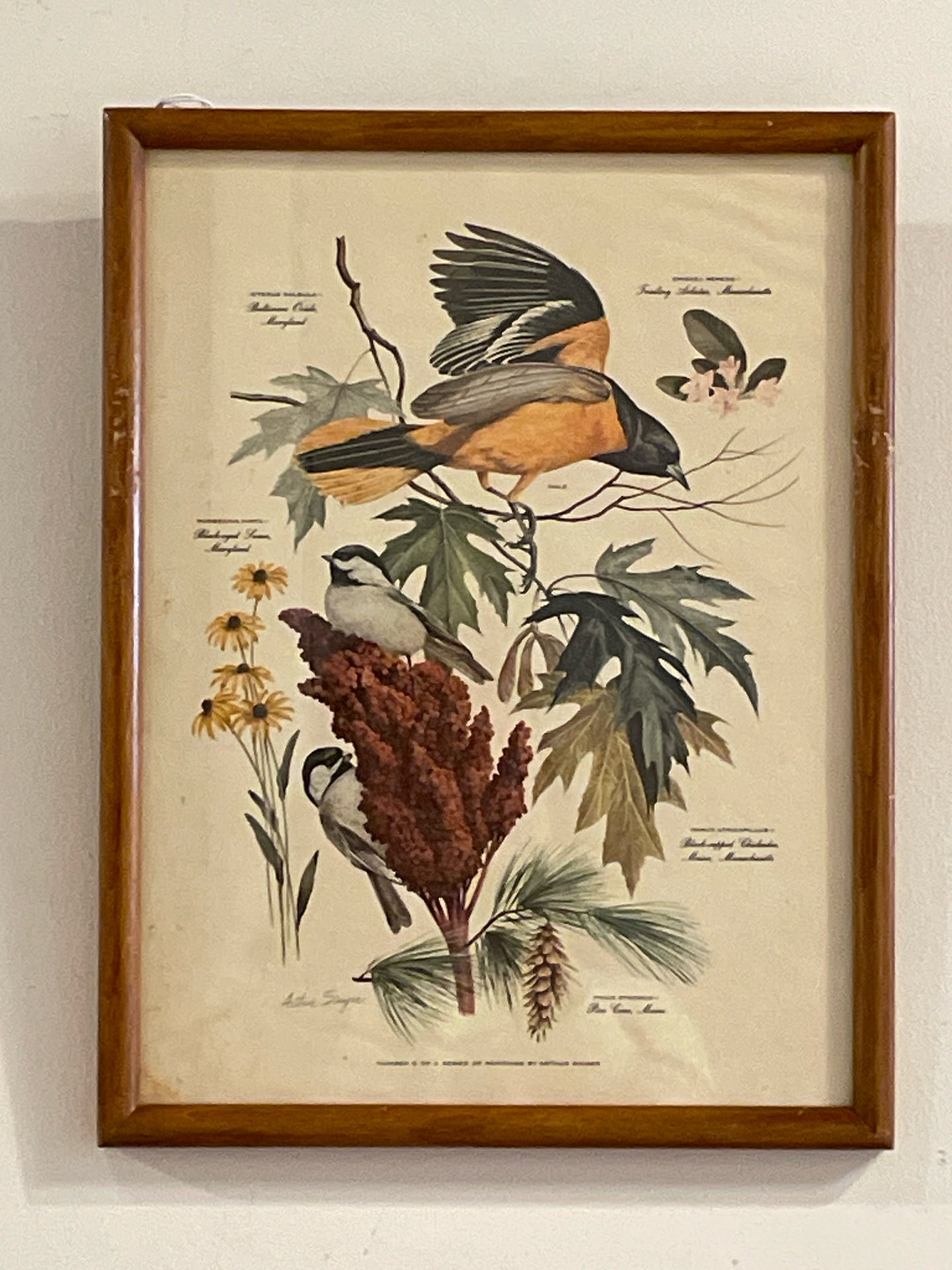 Vintage Baltimore Oriole Print from 