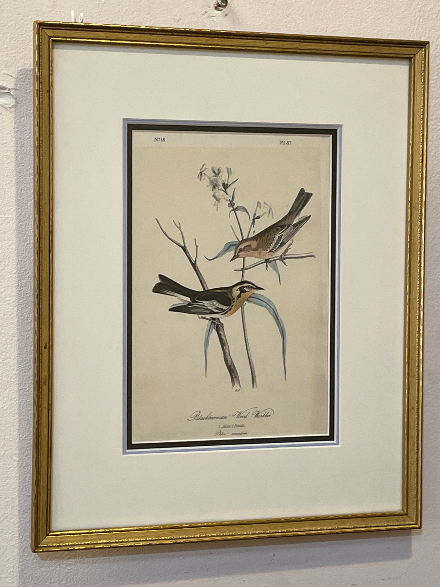 Lithograph of Blackburnian Wood Warbler