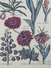 Load image into Gallery viewer, Framed Botanical in Painted Floral Frame
