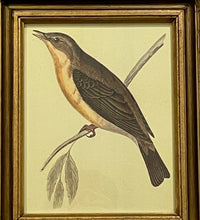 Load image into Gallery viewer, Framed Print of Willow Warbler
