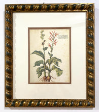 Load image into Gallery viewer, Framed Botanical  "Cannacorus Latifolius Vulgaris" by Giovanna Garzoni

