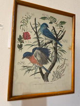 Load image into Gallery viewer, Vintage Bluebird Print from &quot;State Birds &amp; Flowers&quot; Series by Arthur Singer
