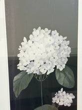 Load image into Gallery viewer, Framed Hydrangea Flower Blossom Print by NAN
