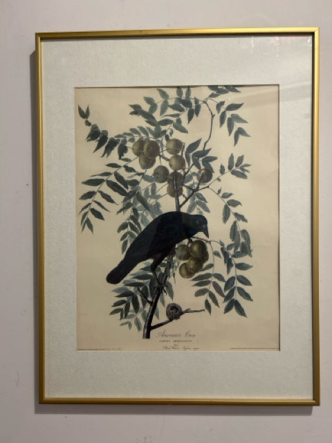 Vintage Print American Crow