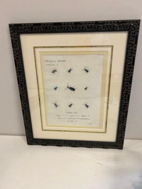 Custom Framed Print Insects Tab XLII