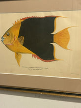 Load image into Gallery viewer, Framed Print Rock Beauty, Palmoneta
