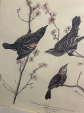 Load image into Gallery viewer, Vintage Print Red Winged Starling
