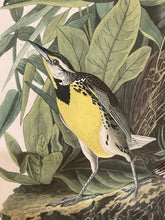 Load image into Gallery viewer, Framed Audubon Lithograph &quot;Meadow Lark&quot;
