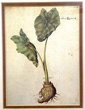 Load image into Gallery viewer, Framed Botanical "Arum Aegyptiacum"" by Giovanna Garzoni
