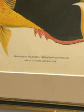 Load image into Gallery viewer, Framed Print Rock Beauty, Palmoneta
